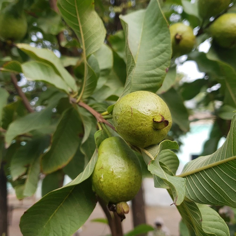
FRESH GUAVA SWEET T/White TASTY GUAVA FRUIT OF THAILAND FACTORY SUPPLY NATURAL GUAJAVA FRUITS DELICIOUS HIGHEST QUALITY Per Tons 