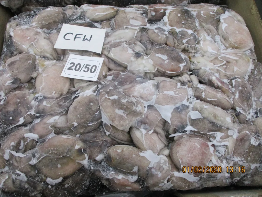 BABY CUTTLEFISH 6.JPG