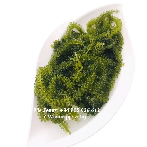 ダークグリーン味付けオーガニックシーグレープうみぶどう 飛び出る泡海藻 味テスト Buy 有機海ブドウumibudo ポップ気泡海藻 海ブドウ Product On Alibaba Com