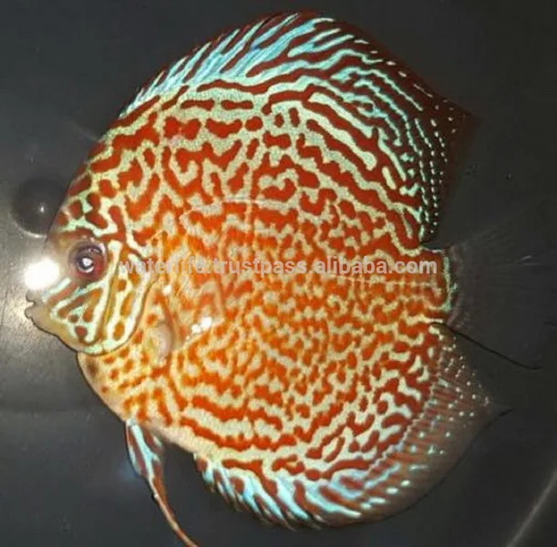 Koop laag geprijsde dutch set partijen groothandel dutch galerij