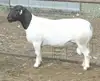 Excellent Health Dorper sheep for sale at good prices
