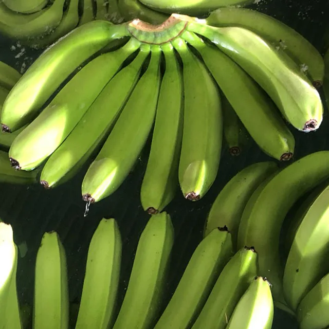 
TOP high quality fresh banana grade A export to Shenzhen port China 
