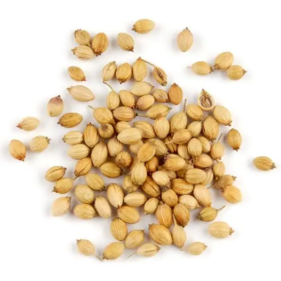 coriander seed coriander high quality best quality coriander