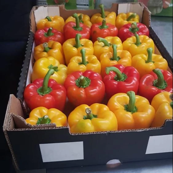 
Preserved Fresh Capsicum 