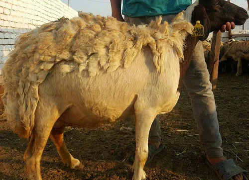 
Adeli sheep,cow,camel,sheep,goat,ox,bull 