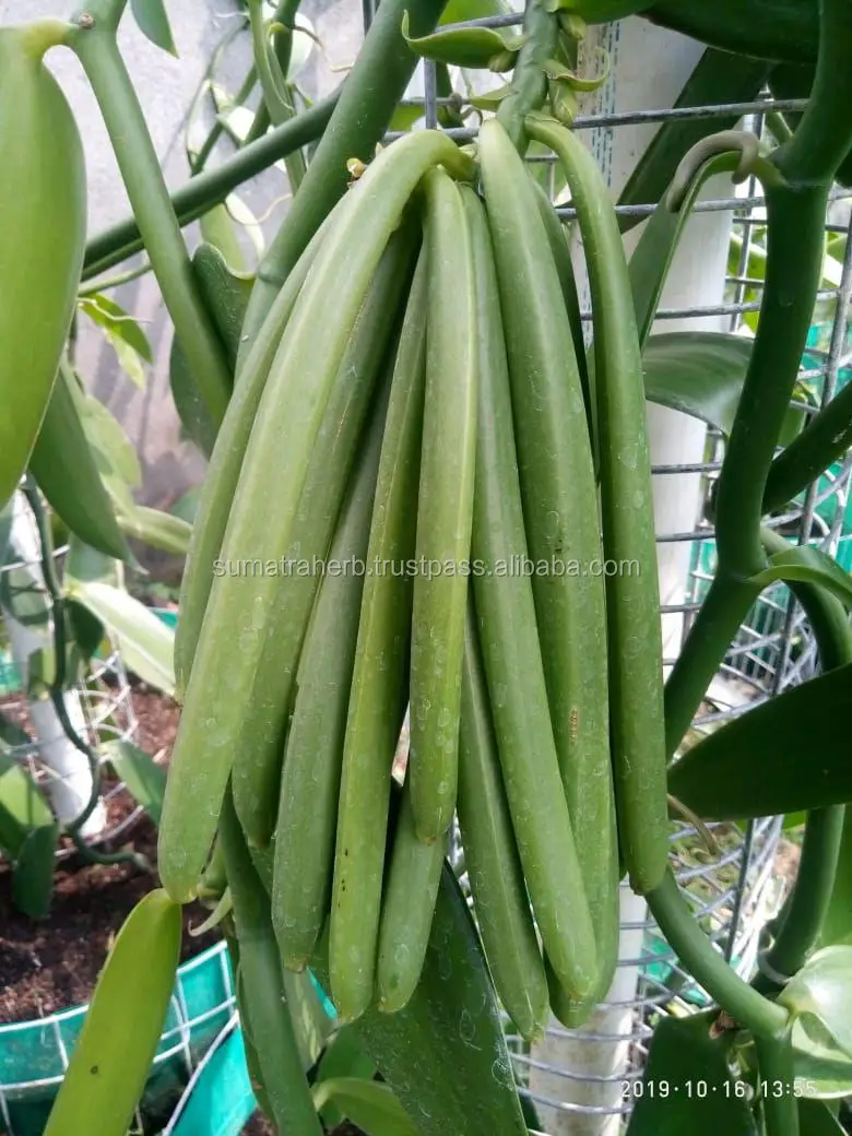 
Premium Quality Vanilla Bean, Indonesian Vanilla Bean 