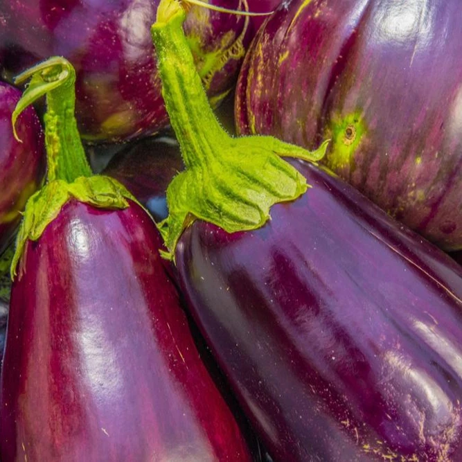 
Fresh Vegetable Brinjal Eggplant Aubergine for export 