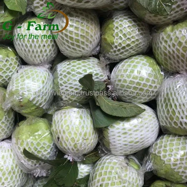 
New season crop 2020 price fresh guava export with white flesh carton box 9kg 10kg net weight origin Vietnam 