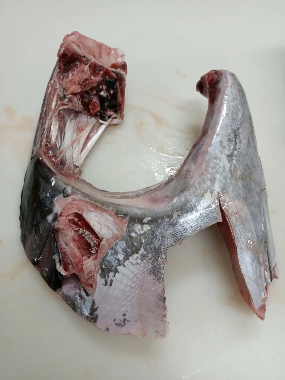 
Wholesale IQF yellowfin frozen Tuna Jaw for BBQ 