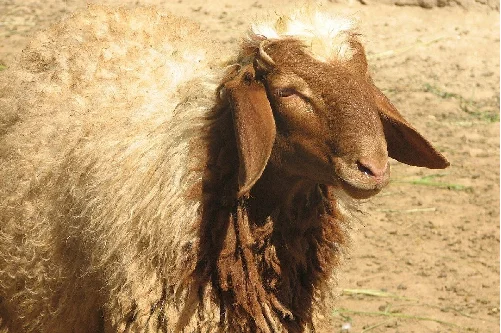 
Awassi sheep 