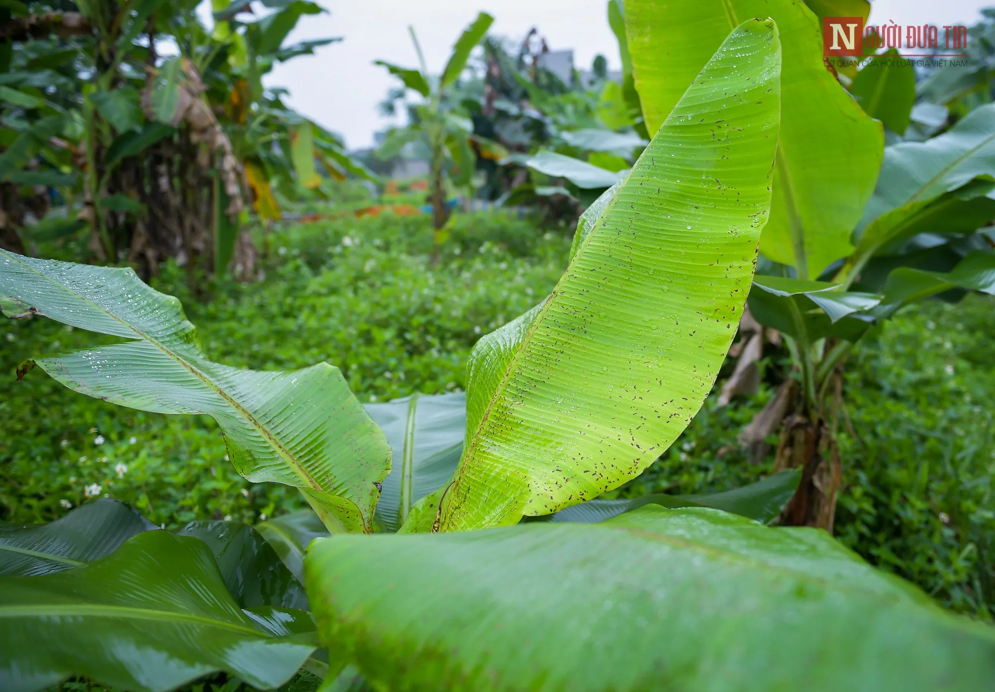 
SUPER CHEAP PRICE BANANA LEAF FOR PACKING FOOD/ WhatsApp +84 932398655 