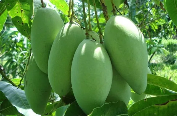 mango-agenas (1).jpg