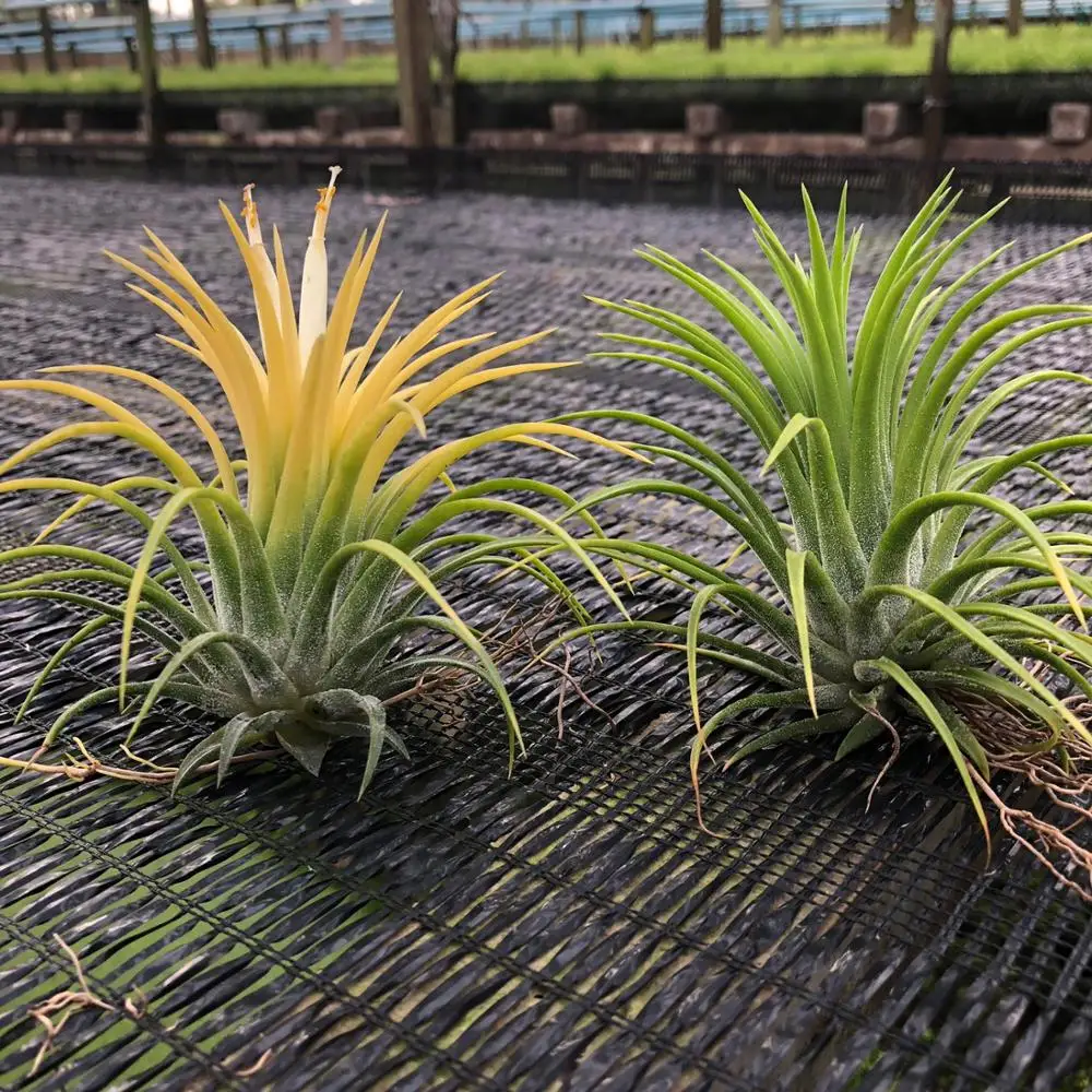 
Thailand Air Tillandsia Plant Plants Ionantha Druid Bromeliad 