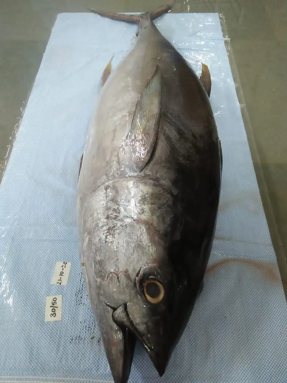 yellow fin tuna 8.jpg
