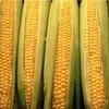 High! High! Quality 50 Weight (kg) Yellow Corn/Maize For Animal Feed Grade on Sale