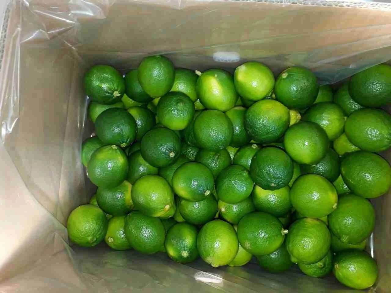FRESH LIME6.jpg