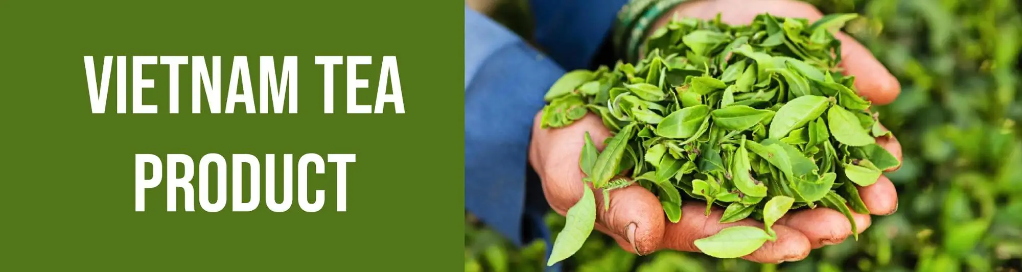 Ecological Product Organic Extract Health Product Vietnam Manufacturer