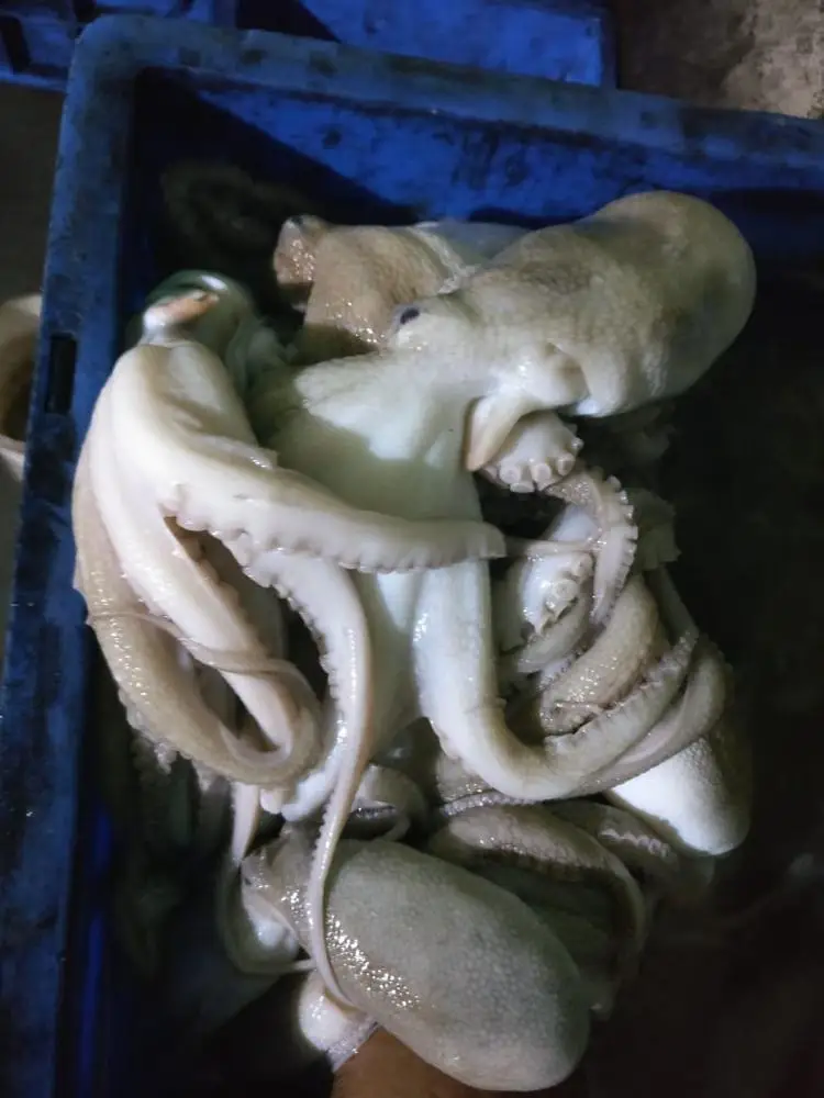 
Frozen Octopus Whole Round/Whole cleaned 