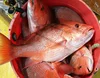 Fresh Quality Frozen Red Snapper