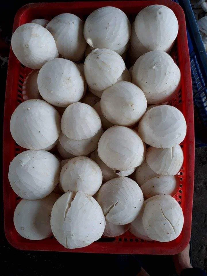 Coconut Meat In Chunk/peeled Young Coconut Meat/coconut Meat Dices