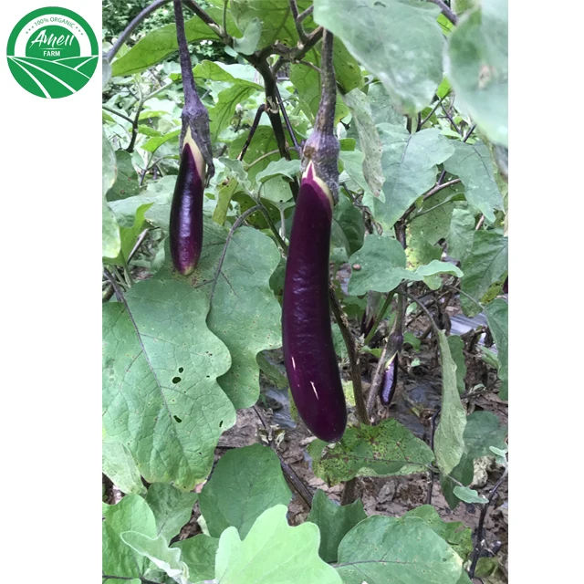 
FRESH ORGANIC EGGPLANT VIET NAM 