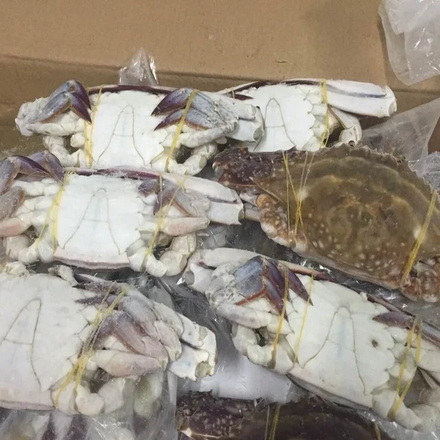 
Selling Fresh Blue Swimming Crabs/Blue sea crab 