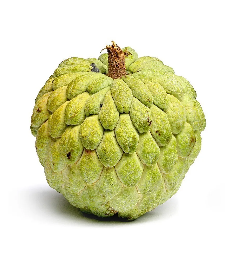 exporting fresh custard apple with best price