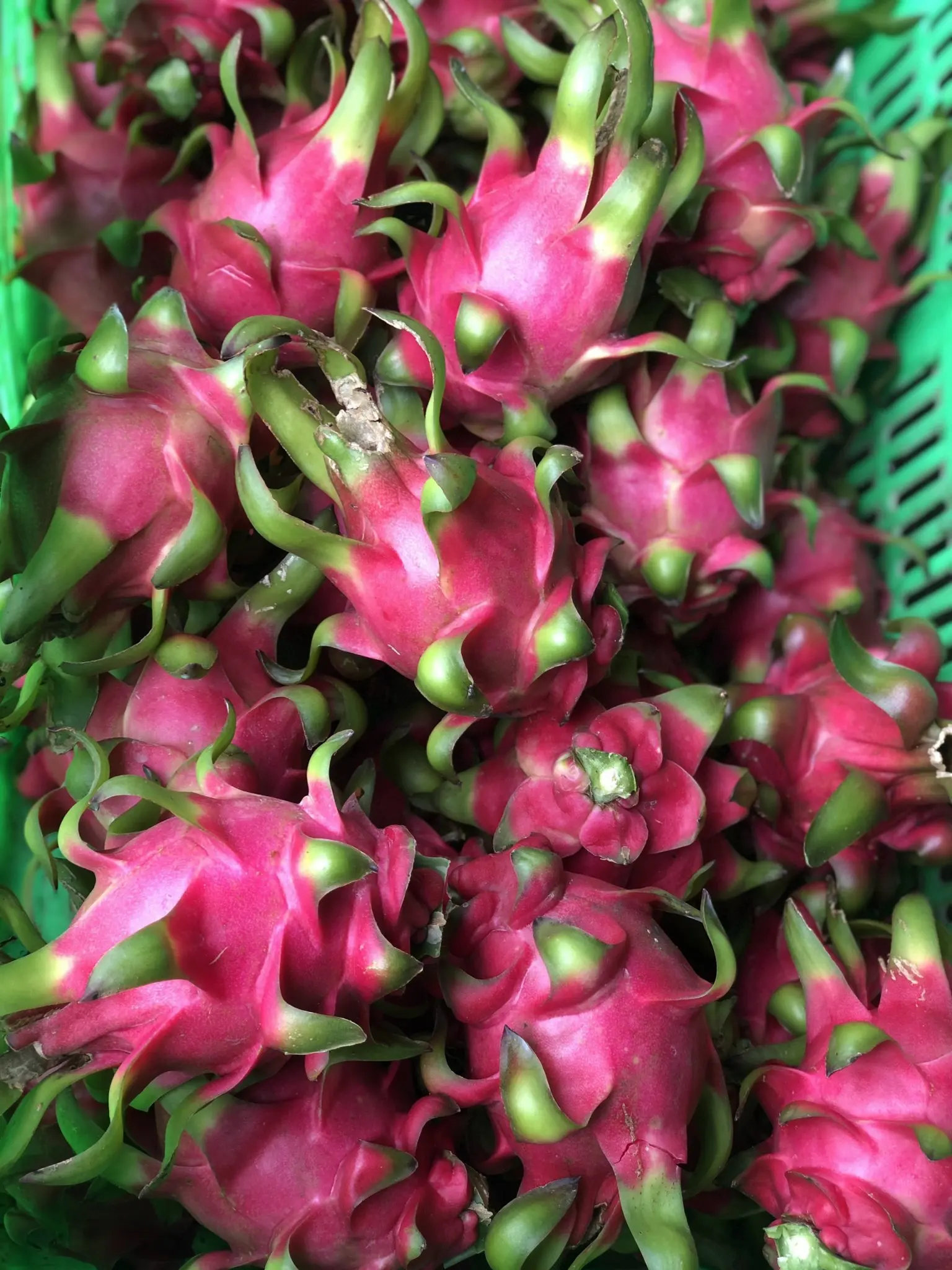 best price fresh red dragonfruit with high quality grade 1 from