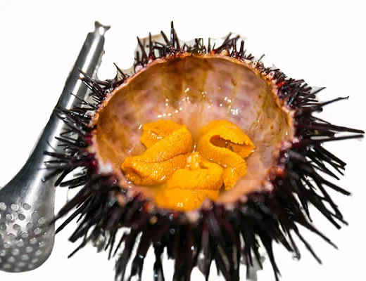 
HOT SELLING FRESH/FROZEN SEA URCHIN COMPETITIVE PRICE FOR RETAILERS 