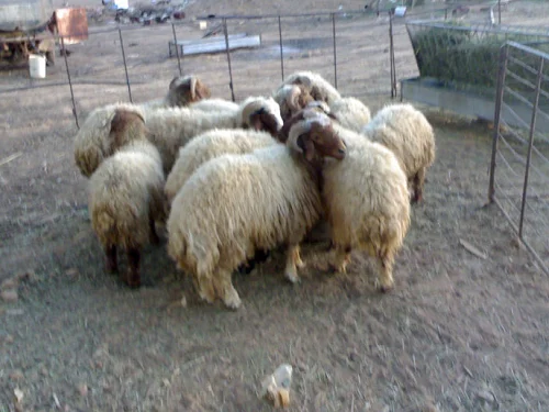 
Naimi sheep,cow,camel,sheep,goat,ox,bull 