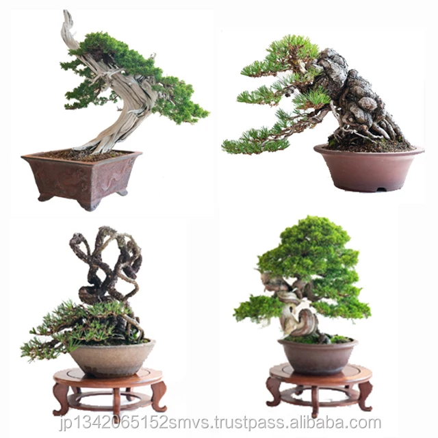 
High quality japanese professional bonsai tree live 