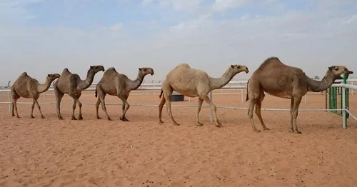 
Shall camels 