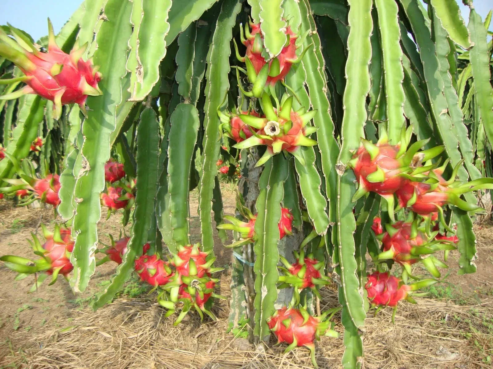 
Vietnam fresh dragon fruit has a strong flavor and is popular with many people 