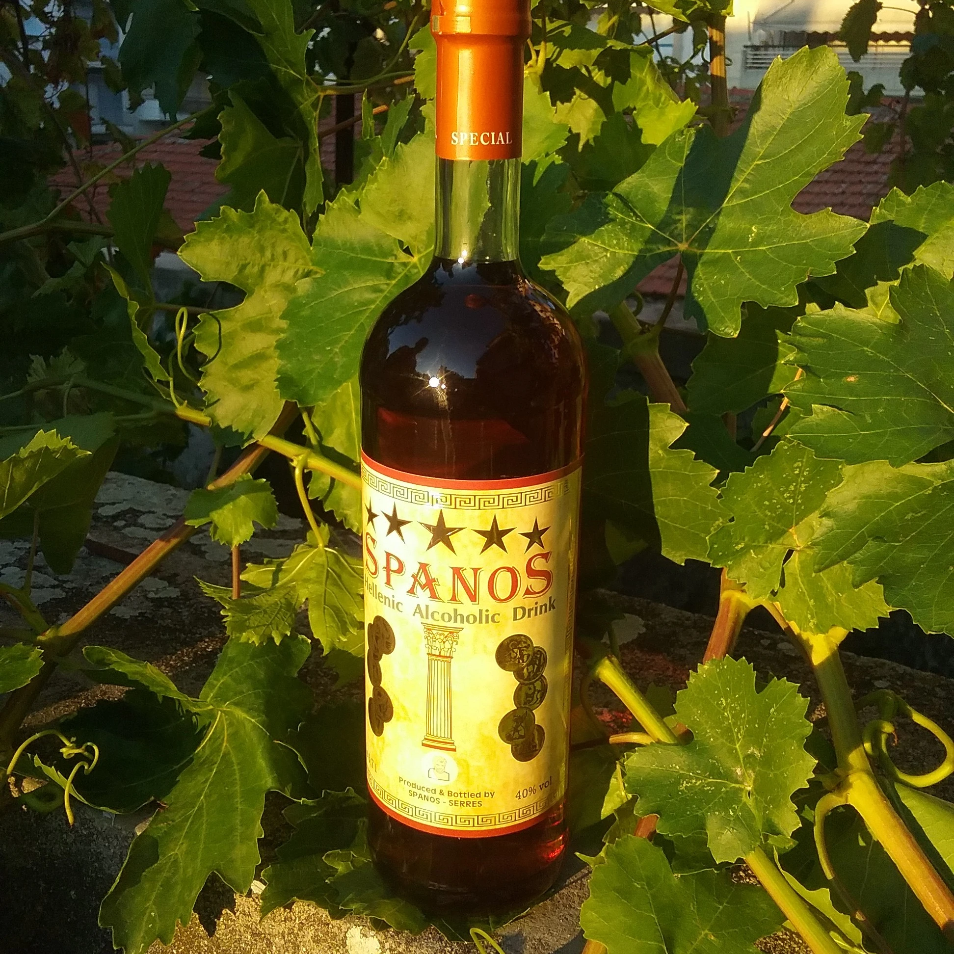 
brandy spanos 5* 