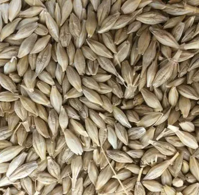 
Natural Raw Barley / Malt /Human Consumption / Animal Feed / Fodder / Indian origin 