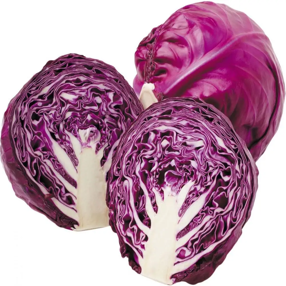 high quality healthy organic wholesale brands red cabbage