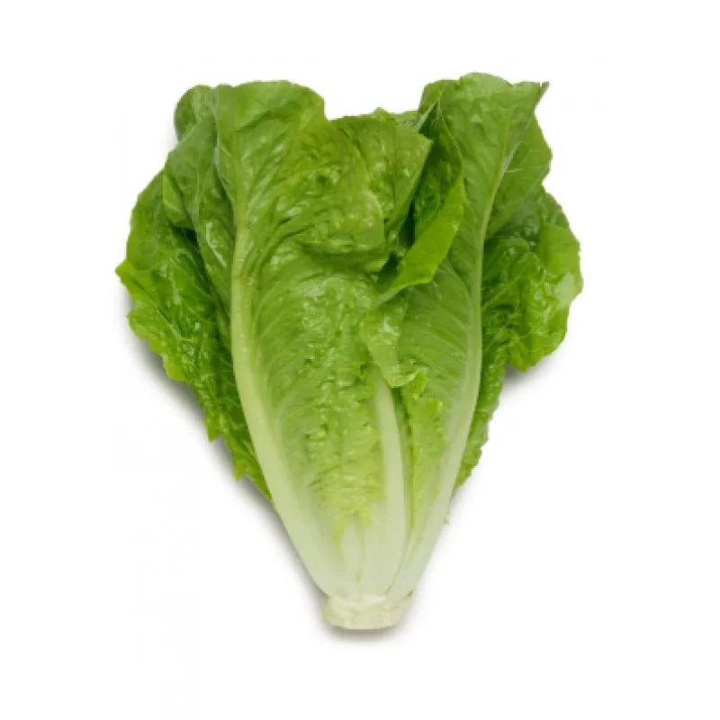 us grown lettuce romaine fresh leaf lettuce robinson fresh moq