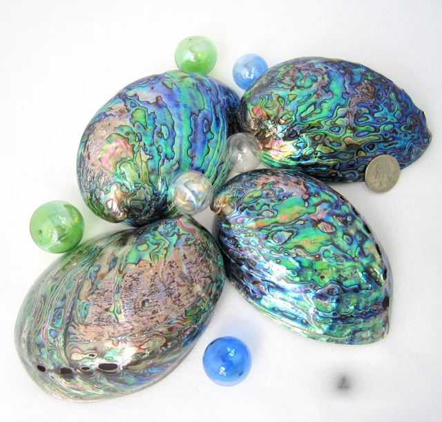 Paua hot sale shell price