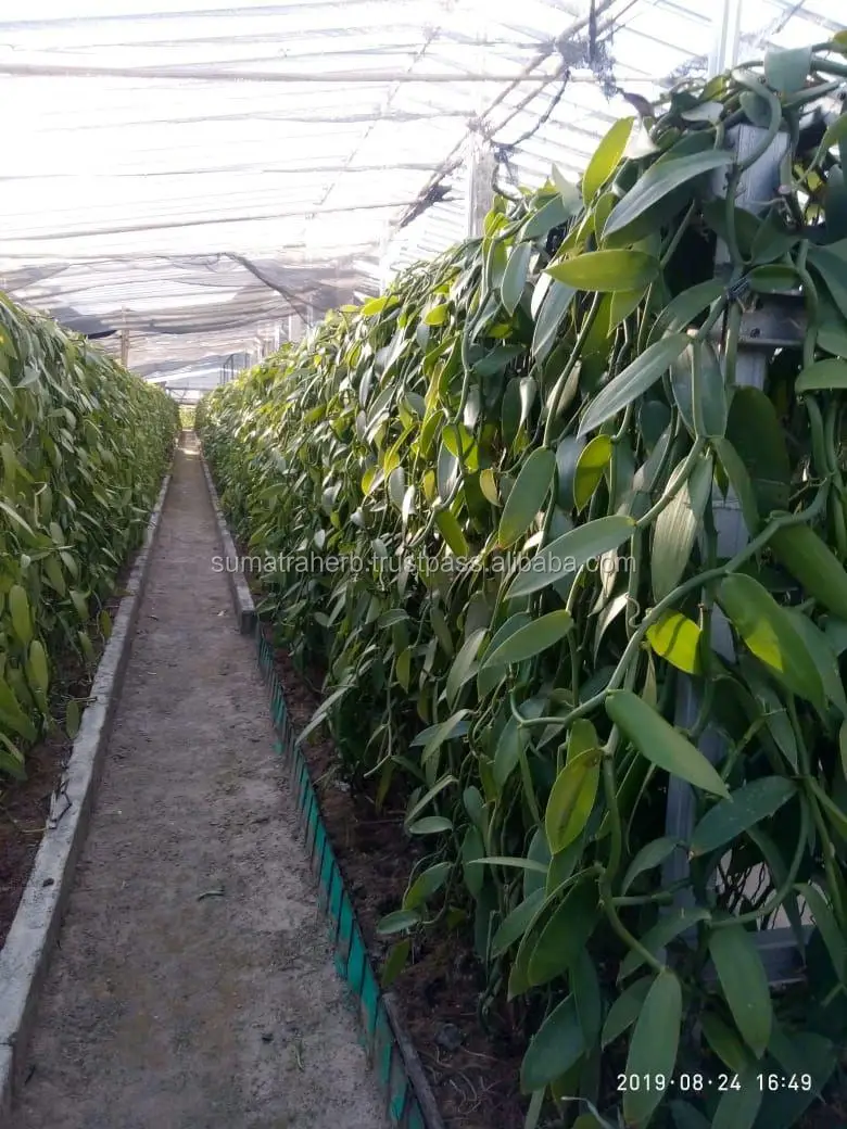 
High Quality 14-18 cm Grade A Black Vanilla Beans with Good Price 