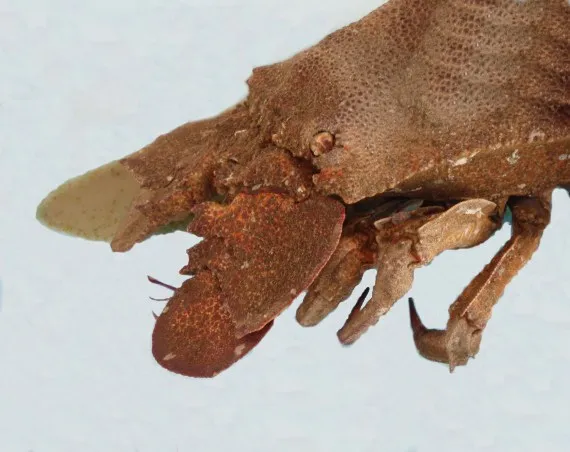 
Best quality Frozen Slipper Lobster In Viet Nam 