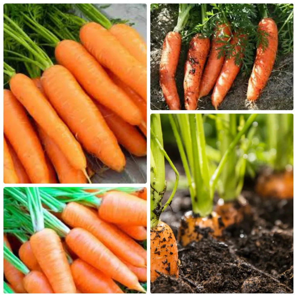 vietnamese fresh red carrot