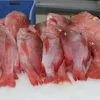 Frozen Red Snapper Fish