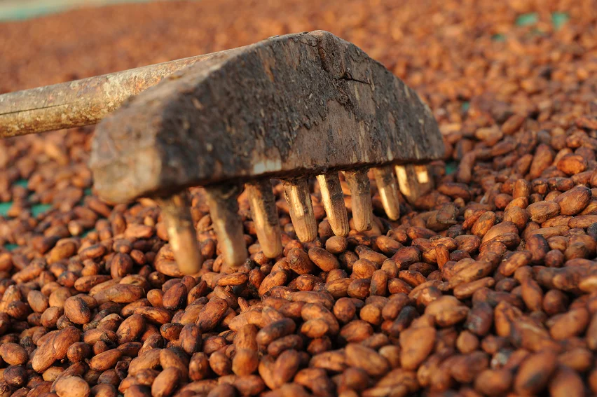 High Quality Grade Sun Dried Cacao Beans From Mekong Vietnam Buy