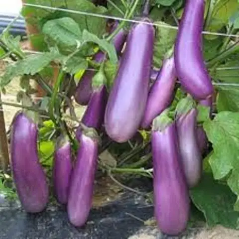 
FRESH BLACK /WHITE EGGP LANT 