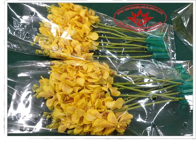 
orange orchids mokara Flowers 