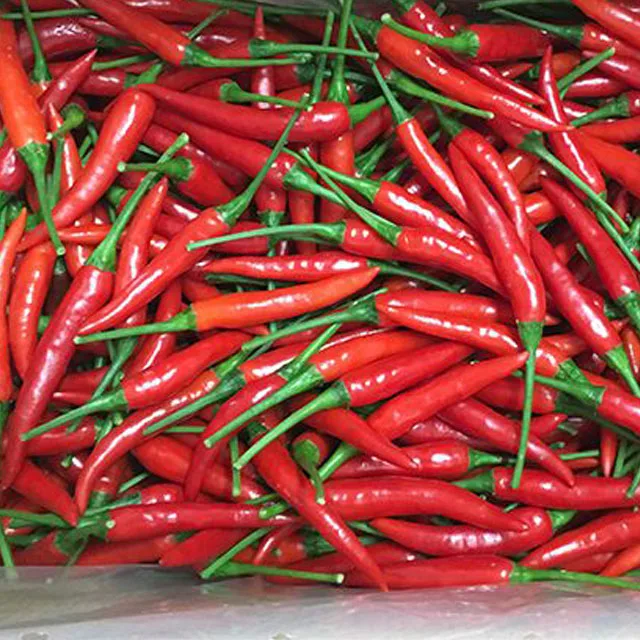 作物季节在越南新鲜绿色辣椒酱热辛辣