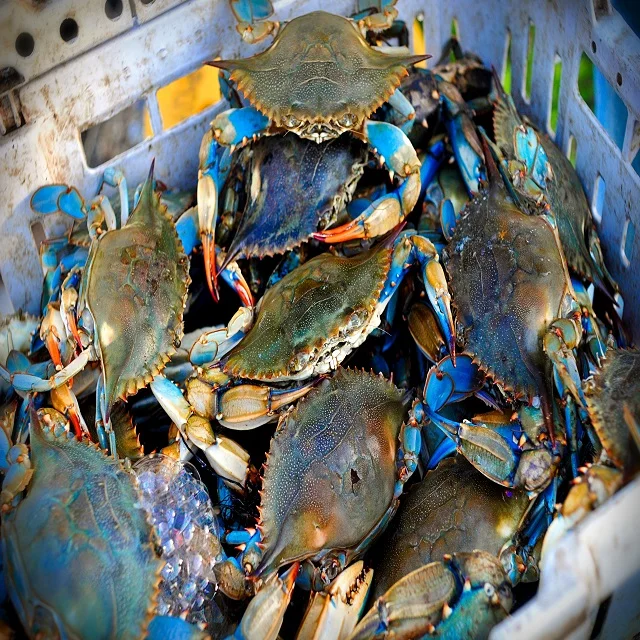 fresh frozen blue swimming crab (seafood)
