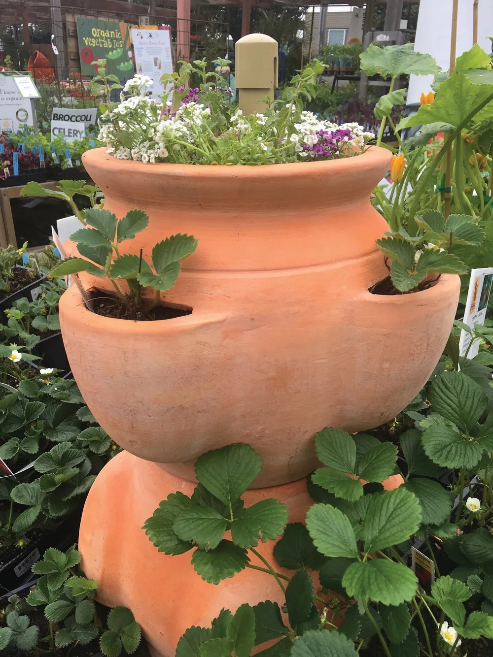 [kiddo] Strawberry Planter Strawberry Pots Wholesale Ceramic