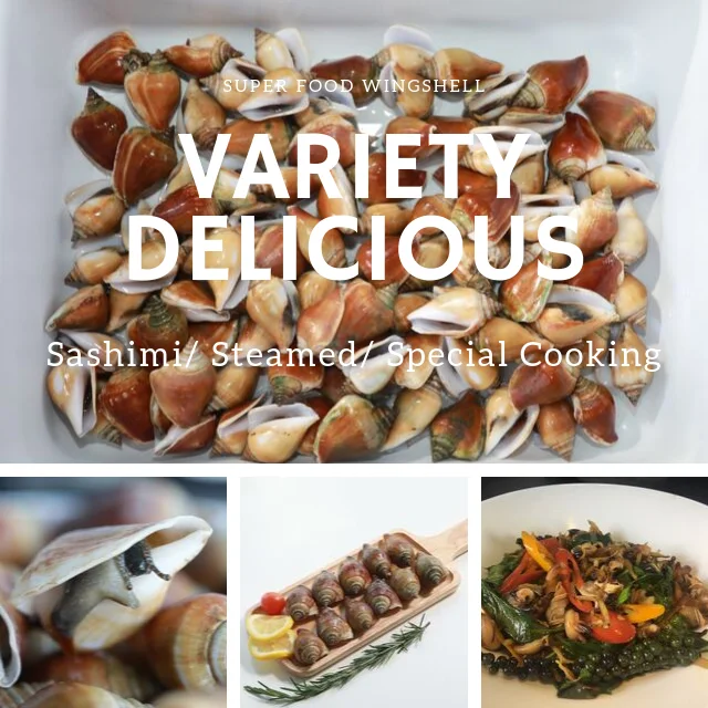 
Live Sungsuwan Large Wing Shell Delicious Seafood from Thailand 