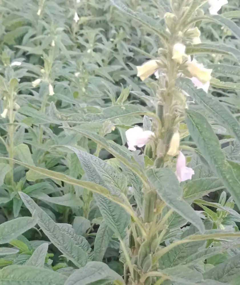 
Dried Golden Sesame Seeds 100 % Nature 2020 